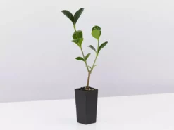 Hedge Gardenia Augusta Magnifica 15 Hedge Gardenia Augusta Magnifica