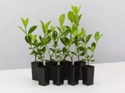 Hedge Shrubs Gardenia Augusta Lacey Lady