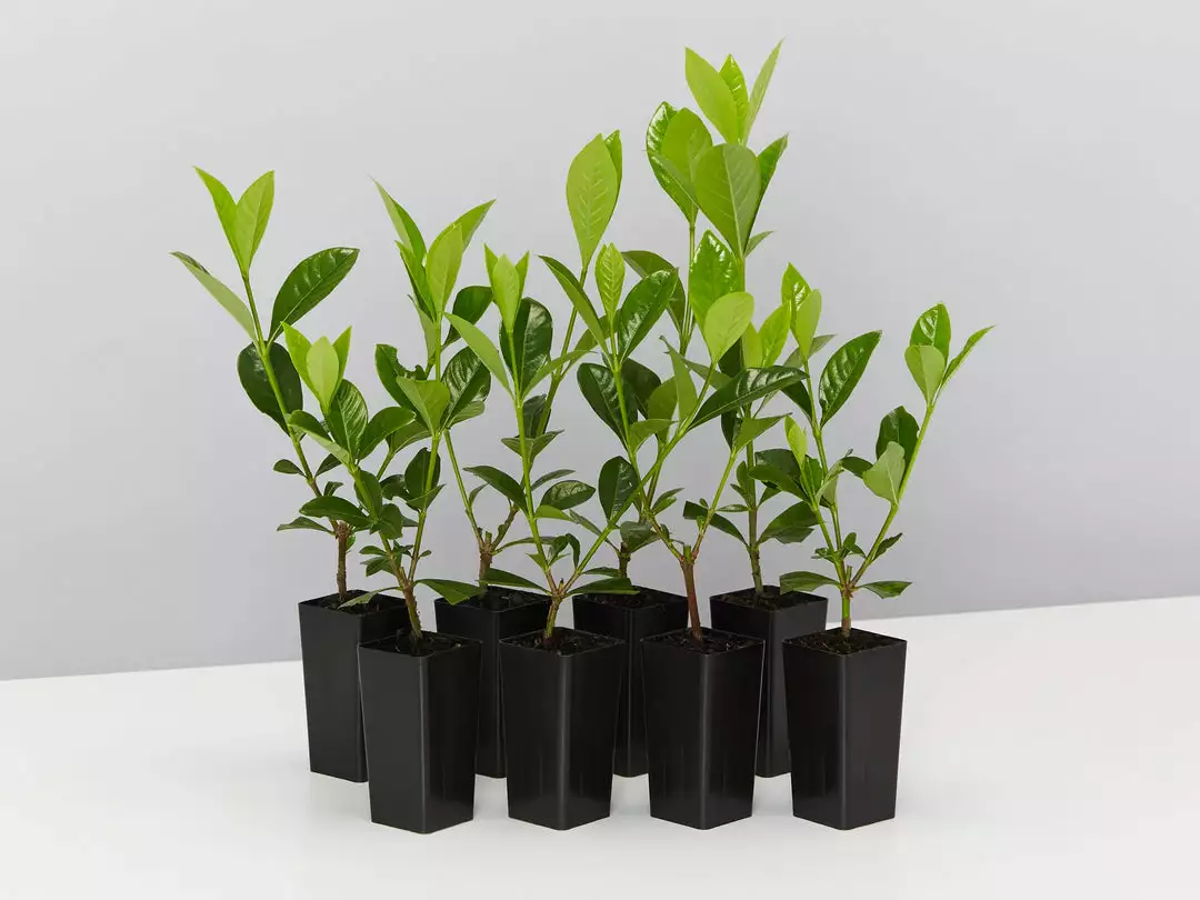 Hedge Shrubs Gardenia Augusta Lacey Lady 3 Hedge Shrubs Gardenia Augusta Lacey Lady