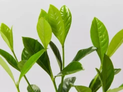 Hedge Shrubs Gardenia Augusta Professor Pucci