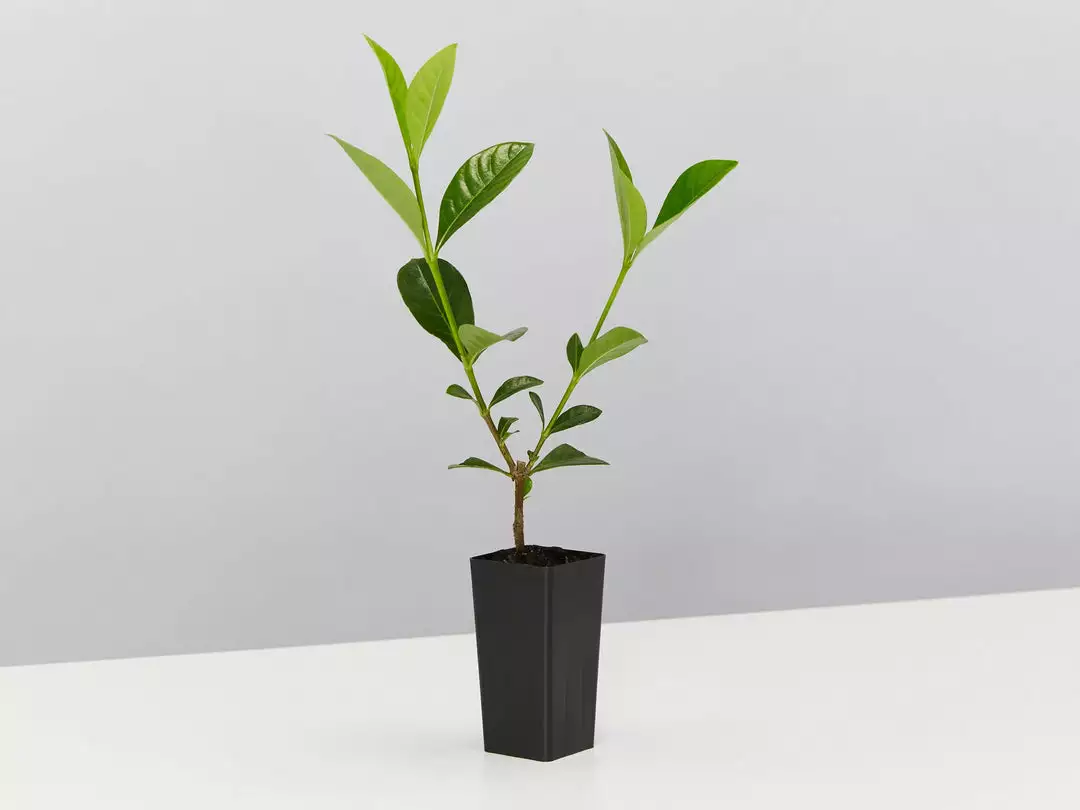 Hedge Shrubs Gardenia Augusta Lacey Lady 5 Hedge Shrubs Gardenia Augusta Lacey Lady