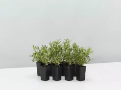 Hedge Shrubs Gardenia Augusta Radicans Variegata