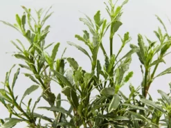 Hedge Shrubs Gardenia Augusta Radicans Variegata