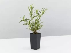 Hedge Shrubs Gardenia Augusta Radicans Variegata