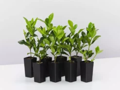 Hedge Gardenia Augusta Florida