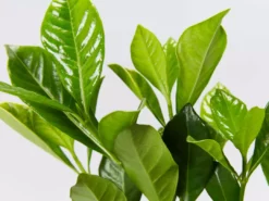 Hedge Gardenia Augusta Florida