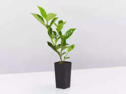 Hedge Gardenia Augusta Florida