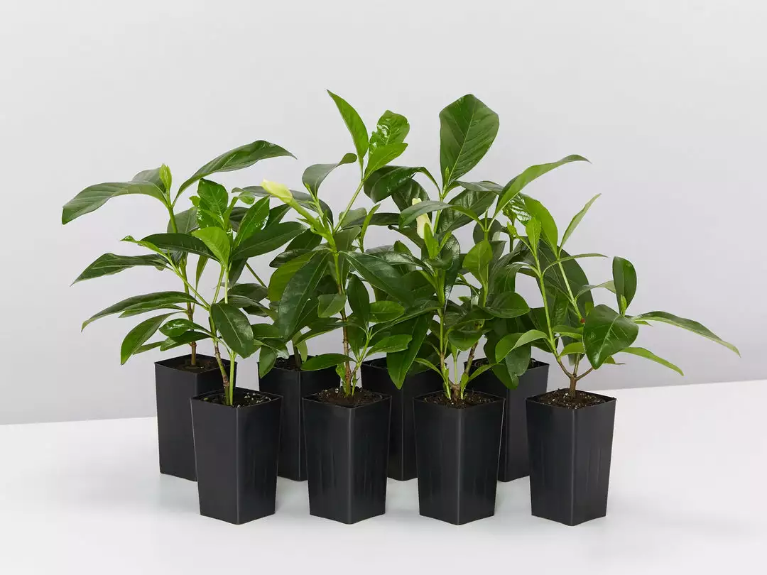 Shrubs Gardenia Augusta Forever More (2m Tall) 3 Shrubs Gardenia Augusta Forever More (2m Tall)