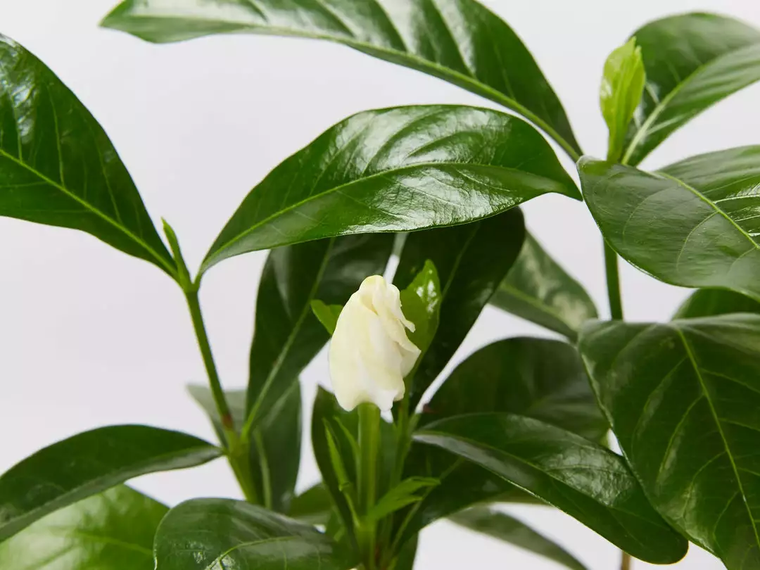 Shrubs Gardenia Augusta Forever More (2m Tall) 4 Shrubs Gardenia Augusta Forever More (2m Tall)