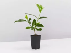 Shrubs Gardenia Augusta Forever More (2m Tall) 8 Shrubs Gardenia Augusta Forever More (2m Tall)