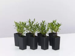 Ozbreed Shrubs Gardenia Augusta O So Fine™ Pbr