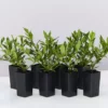 Shrubs Gardenia Augusta Radicans Low-Growing Plant Pack