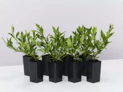 Shrubs Gardenia Augusta Radicans Low-Growing Plant Pack