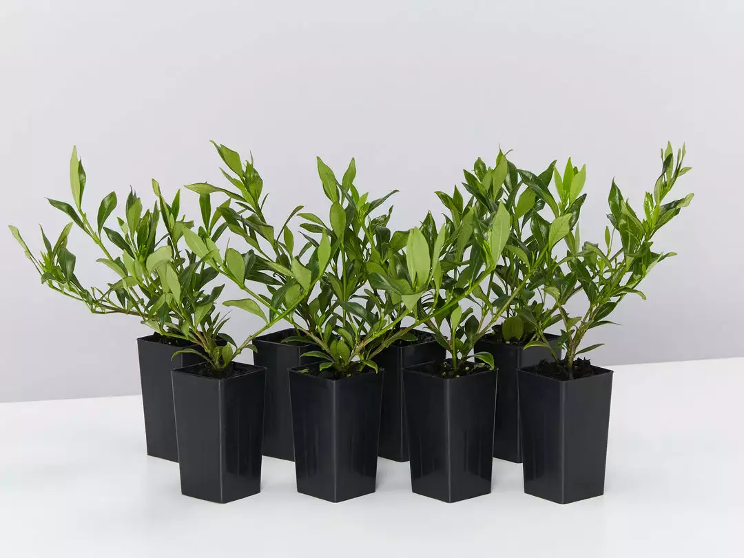 Shrubs Gardenia Augusta Radicans Low-Growing Plant Pack 3 Shrubs Gardenia Augusta Radicans Low-Growing Plant Pack