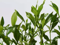 Shrubs Gardenia Augusta Radicans Low-Growing Plant Pack 13 Shrubs Gardenia Augusta Radicans Low-Growing Plant Pack