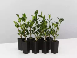 Hedge Gardenia True Love Hedging Plants