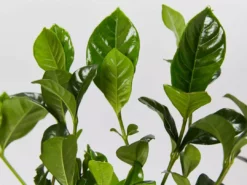 Hedge Gardenia True Love Hedging Plants