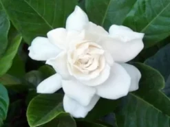 Hedge Gardenia Augusta Magnifica - 85mm (Taller Size) Shrubs