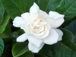 Hedge Gardenia Augusta Magnifica