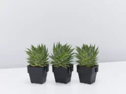 Succulents Gasteria Durban 85mm