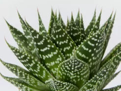 Succulents Gasteria Durban 85mm