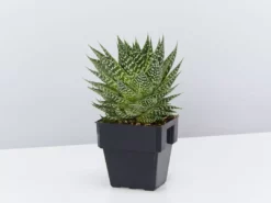 Succulents Gasteria Durban 85mm