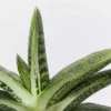 Succulents Gasteria Little Warty