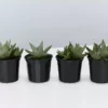 Succulents Gasteria Kabela 1 Succulents Gasteria Kabela