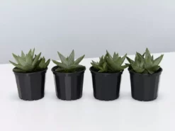 Succulents Gasteria Kabela