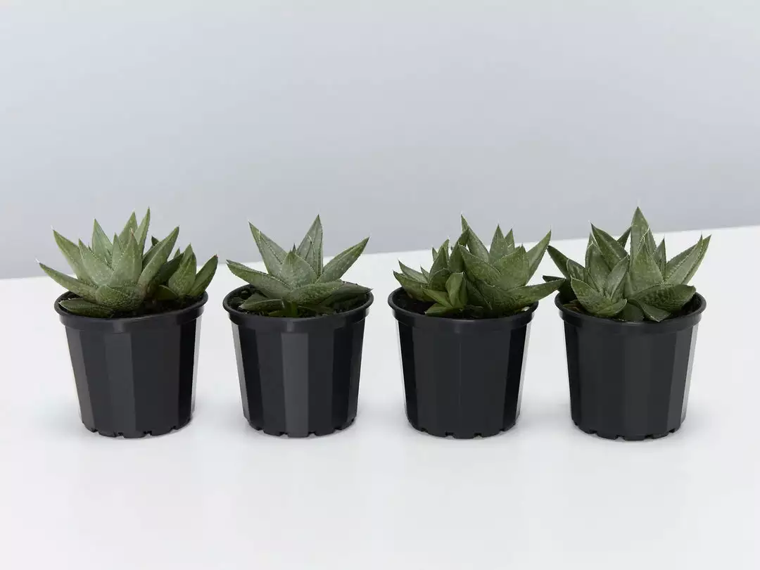 Succulents Gasteria Kabela 3 Succulents Gasteria Kabela