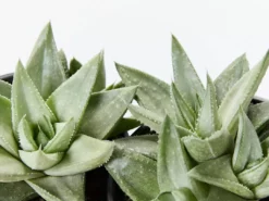 Succulents Gasteria Kabela