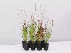 Shrubs Gaura Assorted Pack