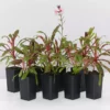 Shrubs Gaura Lindheimeri Dark Pink