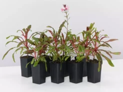 Shrubs Gaura Lindheimeri Dark Pink