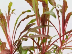 Shrubs Gaura Lindheimeri Dark Pink