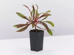 Shrubs Gaura Lindheimeri Dark Pink