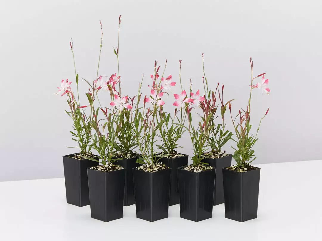 Shrubs Oenothera (Gaura) Lindheimeri Little Janie Border Plants 4 Shrubs Oenothera (Gaura) Lindheimeri Little Janie Border Plants