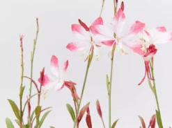 Shrubs Oenothera (Gaura) Lindheimeri Little Janie 85mm