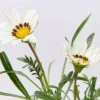 Shrubs Gazania Rigens New Day White Border Plants