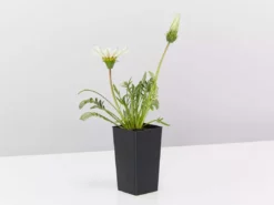 Shrubs Gazania Rigens New Day White Border Plants