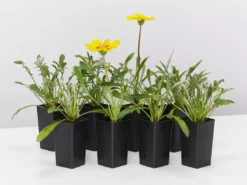 Shrubs Border Plants Gazania Rigens Yellow 🌻