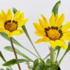 Shrubs Border Plants Gazania Rigens Yellow ๐ป 1 Shrubs Border Plants Gazania Rigens Yellow ๐ป