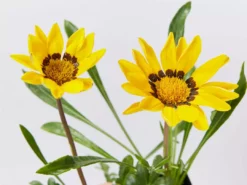 Shrubs Border Plants Gazania Rigens Yellow 🌻