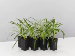 Shrubs Border Plants Gazania Rigens Pink 🌺