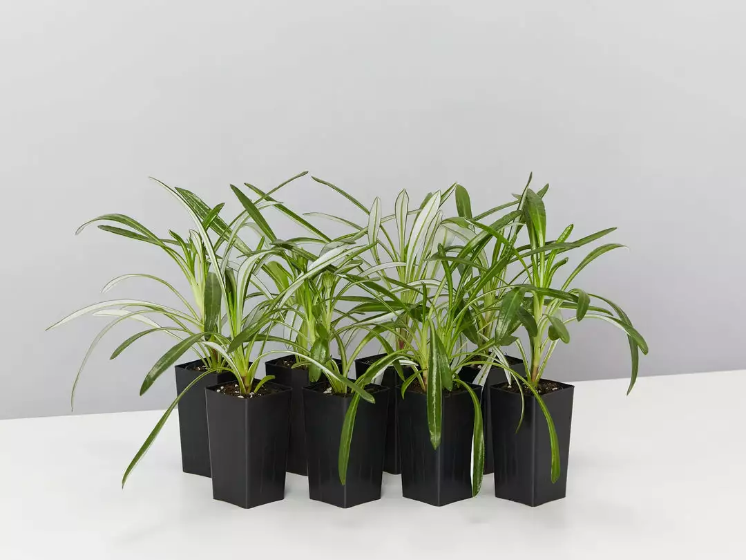 Shrubs Border Plants Gazania Rigens Pink ๐บ 4 Shrubs Border Plants Gazania Rigens Pink ๐บ