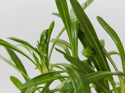 Shrubs Border Plants Gazania Rigens Pink ๐บ 12 Shrubs Border Plants Gazania Rigens Pink ๐บ