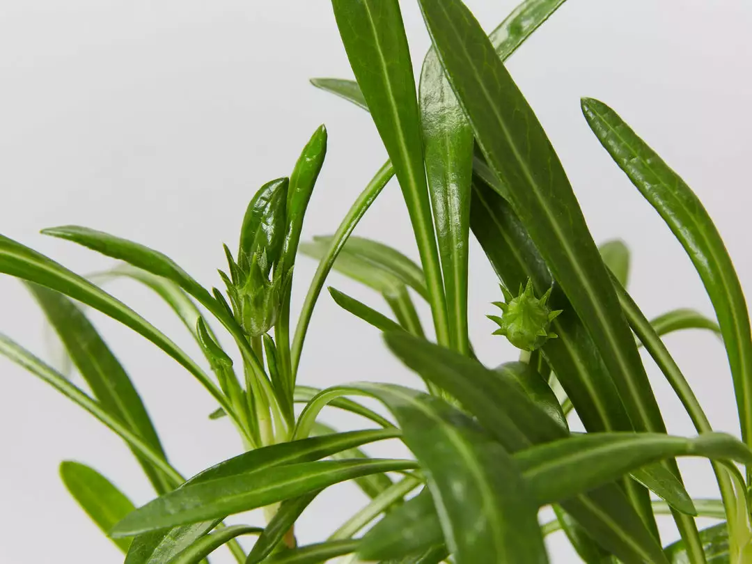Shrubs Border Plants Gazania Rigens Pink ๐บ 7 Shrubs Border Plants Gazania Rigens Pink ๐บ