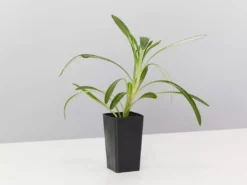 Shrubs Border Plants Gazania Rigens Pink ๐บ 10 Shrubs Border Plants Gazania Rigens Pink ๐บ