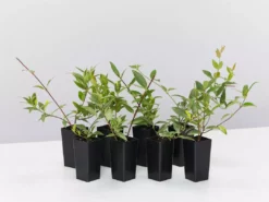 Shrubs Gelsemium Sempervirens Full Sun