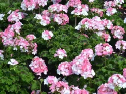 Shrubs Geranium Pinto White To Rose